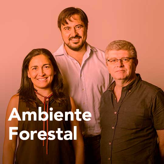 Ambiente forestal